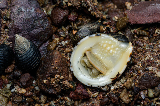Ox-tongue nerite snail revealing body among other shells