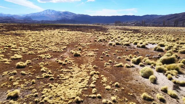 Ochre bare patches interrupt cushion grass across a highland basin beneath distant Andean peaks in Catamarca. A low aerial tracking shot moves over the patterned Puna ground.