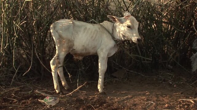 A thin white zebu calf tied with a rope stands beside a thorn-bush enclosure in rural Southern Ethiopia, East Africa.