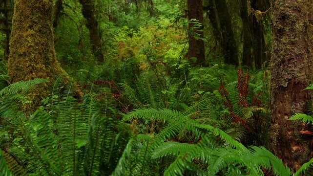 dolly shot of forest understory with ferns and conifer trees