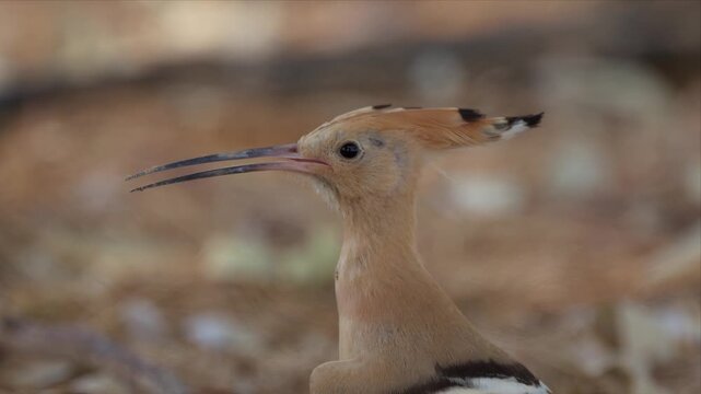 Extreme close up on the head of a Eurasian hoopoe, showing the fine texture of its buff neck feathers, dark eye and long slender decurved bill, with the crest laid back.