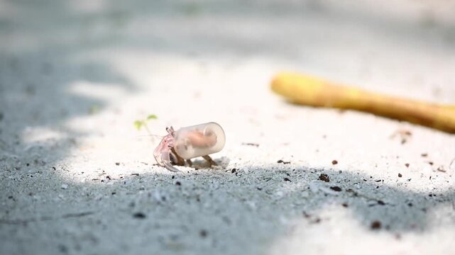 Macro close-up of a small hermit crab carrying a discarded translucent plastic bottle cap instead of a natural seashell on white sandy beach. Powerful concept of ocean plastic pollution