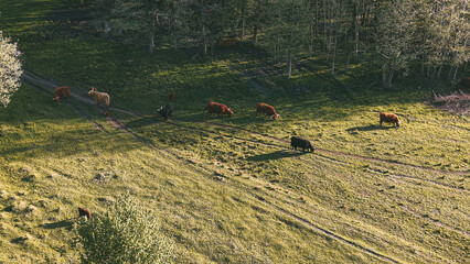 Brown highland cows foraging in an open field © AlexGo