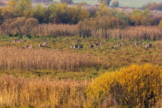 Wild Deer Grazing Among Golden Reeds in an Autumn Meadow, Haghita, Romania.