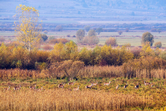 Wild Deer Grazing Among Golden Reeds in an Autumn Meadow, Haghita, Romania.
