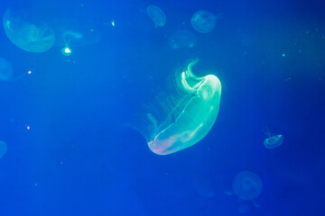 Glowing jellyfish drifts through deep blue water © schankz
