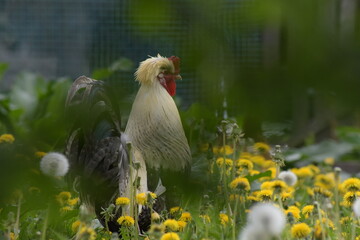 Domestic rooster walking around a chicken coop. © Izabela