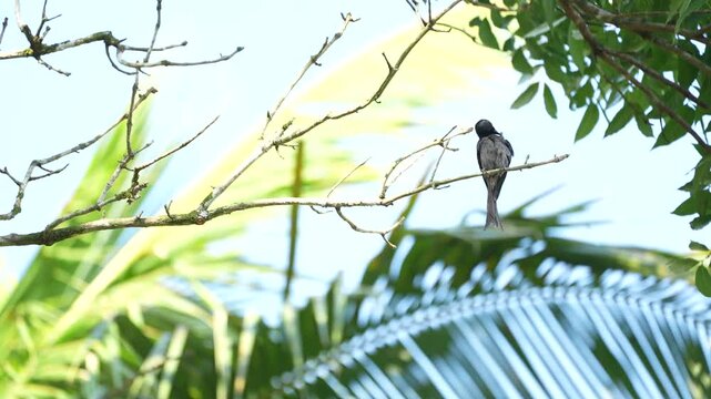 A Black Drongo perched on a tree branch in the early morning, surrounded by lush green foliage. Soft golden sunlight, gentle morning mist, natural bird behavior, peaceful atmosphere, realistic wildlif