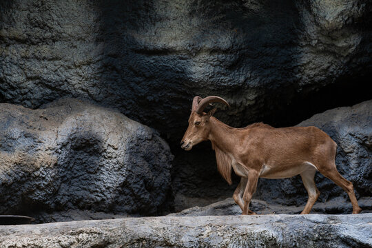 Barbary sheep standing on rocky cliff with stone wall background
