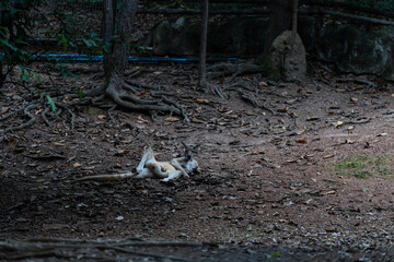 Red kangaroos resting and lying on the ground in outdoor zoo enclosure © ArLawKa