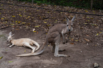 Red kangaroos resting and lying on the ground in outdoor zoo enclosure © ArLawKa