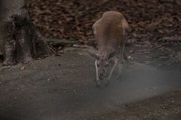 Red kangaroos resting and lying on the ground in outdoor zoo enclosure © ArLawKa