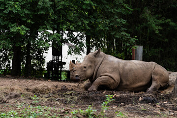 White rhinoceros resting and lying on ground with lush green tree background © ArLawKa