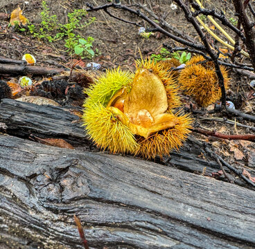 Casta&ntilde; sobre tronco de madera vieja, concepto de cosecha de oto&ntilde;o y productos de la tierra