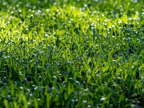 Close-up of sunlit fresh green grass lawn with backlit blades and sparkling bokeh dew highlights, vibrant natural background texture in soft morning light
