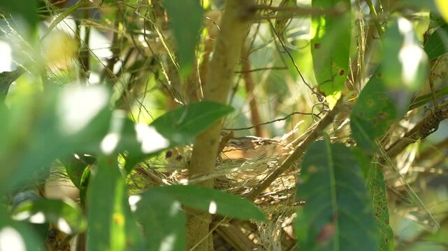 A bird carefully building a safe and secure nest for its future chicks, gathering twigs and natural materials among tree branches. Realistic bird behavior, lush green surroundings, soft natural light,