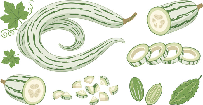 Fresh green snake gourd set vector illustration featuring whole long striped gourds chopped pieces circular rings leaves ivy gourd and bitter melon isolated on white background