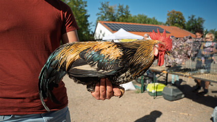 Person holding a colorful rooster at an outdoor poultry show © Balint