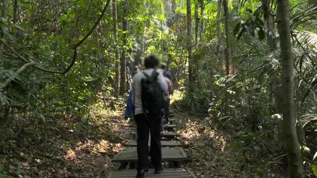 People exploring the jungle