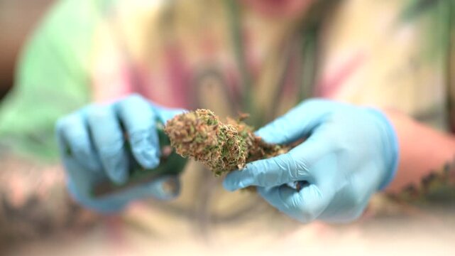 Hand holding a fuzzy, natural plant specimen with blue gloves