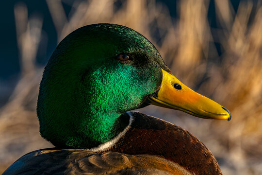 Mallard drake profile closeup in Idaho