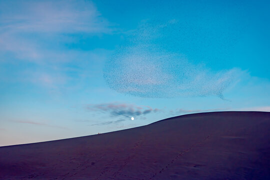 amazing Starling murmuration flock over Bruneau Dunes State Park
