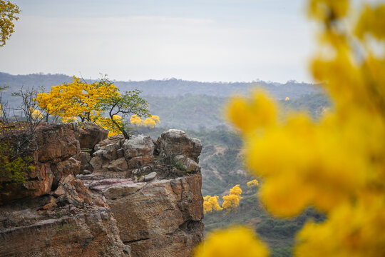 Yellow flowering trees beside a rocky cliff in Peru