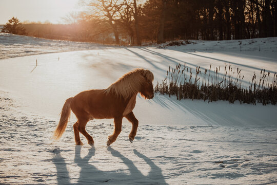 Chestnut horse with a flaxen mane trots in the snow at sunset