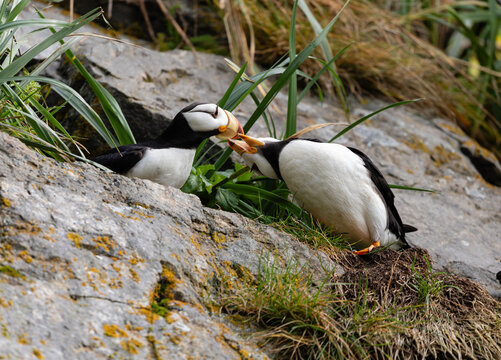 Pair of Horned Puffins Greeting each other with Beaks