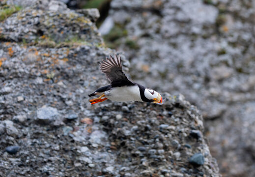 Hornd Puffin Flying past Rocky Cliff