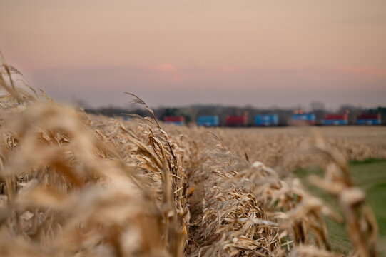 Train passing through a rural cornfield at sunset