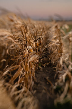 Dry corn stalks in a field at sunset