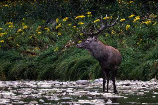 Red Deer - Cervus elaphus, large beautiful iconic animal from European forests and meadows, Poland.