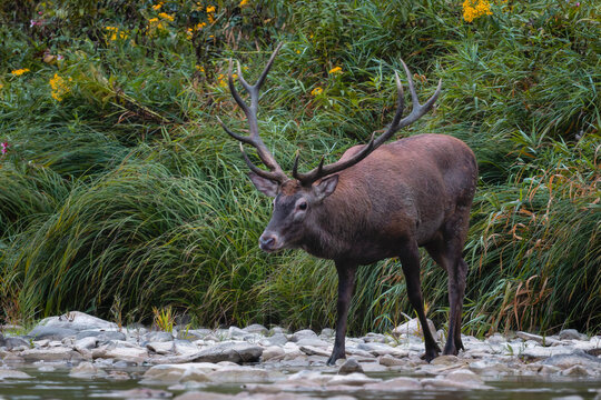 Red Deer - Cervus elaphus, large beautiful iconic animal from European forests and meadows, Poland.