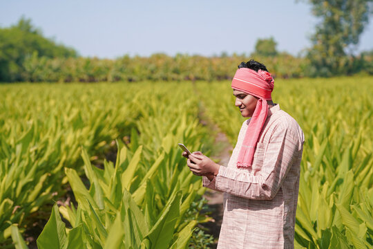 young indian farmer using smartphone at green turmeric field