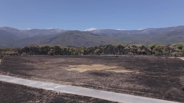 Drone ascent revealing a charred meadow, a road and a devastated pine forest across the blackened mountains near La Adrada, with scattered green patches of surviving vegetation.