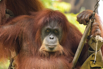 Close up portrait of an adult orangutan sitting in the rainforest with a calm and gentle expression, looking directly into the camera surrounded by lush tropical nature and green leaves. © Scorpii