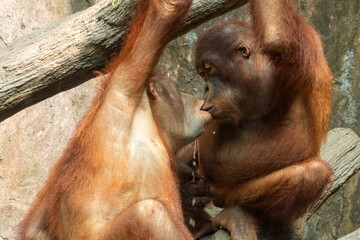Two young orangutans playing and interacting closely while climbing on a tree branch in a lush tropical jungle environment, capturing a natural and charming wildlife moment. © Scorpii