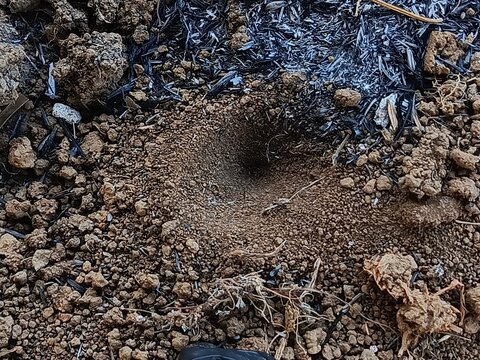 Antlion conical pit trap in sandy soil with burnt rice husk, Myrmeleontidae larva pitfall