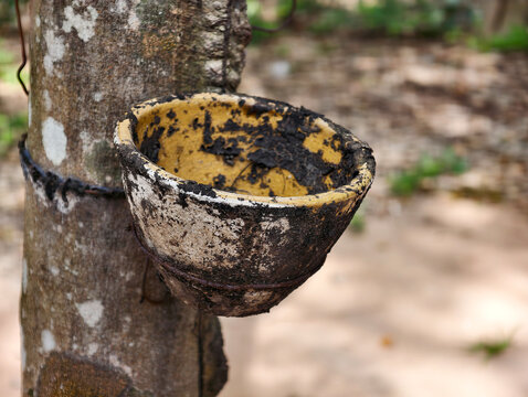 Close-up of a rubber tapping bowl with dry latex stains mounted on a rubber tree trunk. Ideal for agriculture, natural rubber production, plantation, and raw material concepts.