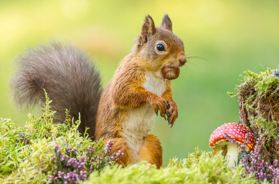 Red squirrel, scientific name: Sciurus vulgaris, sitting upright with a hazelnut in her mouth in Autumnal woodland setting, red Fly Agaric mushroom in the Scottish Highlands.  Horizontal. Copy space