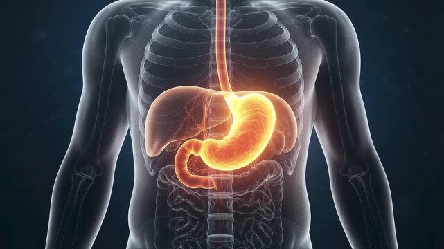 3D Medical Illustration of a Glowing Human Stomach and Digestive System within a Transparent Torso Showing Anatomical Detail and Gastric Function