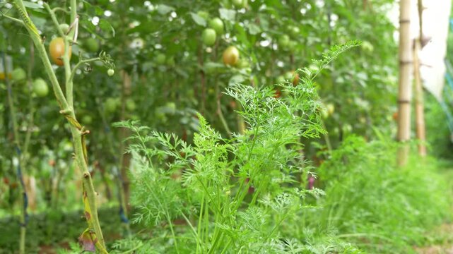 Vibrant green carrot leaves growing beside staked tomato plants in companion planting organic farm