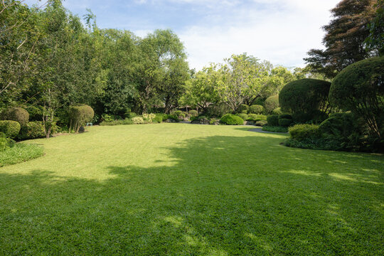 Sunlit green lawn bordered by rounded clipped shrubs, bamboo and mature trees in landscaped garden. Tree shadows cross mown grass beside curving path, creating tranquil outdoor space background.