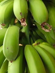 Close-up of Fresh Green Unripe Bananas Bunch on Tree - Tropical Fruit Harvest Close-up macro photograph of a bunch of fresh green unripe bananas still on the stalk. Vibrant green plantains with natura © Itmam