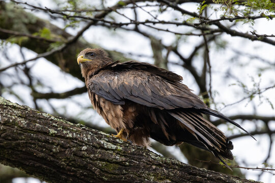 A yellow-billed kite, Milvus aegyptius, perched in a tree in Nairobi National Park, Kenya. A medium sized migratory bird of prey endemic to sub-saharan Africa