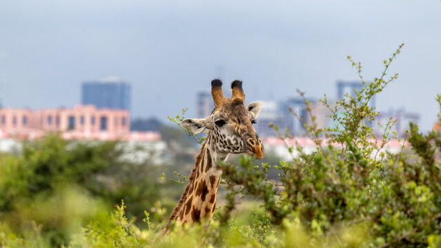 The Masai, or Maasai giraffe, Giraffa tippelskirchi, in Nairobi National Park, Kenya, the only capital in the world to have a National Park. It is unique to see wildlife against the urban backdrop.