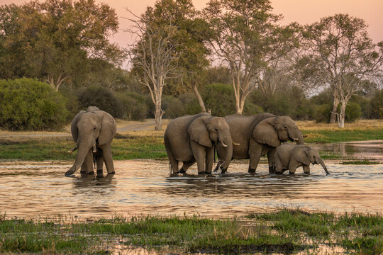 herd of African elephants at sunset Botswana (Loxodonta africana)