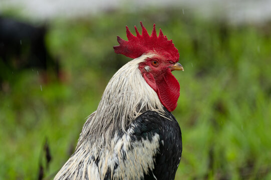 Profile portrait of a majestic rooster with a bright red comb standing in a green meadow