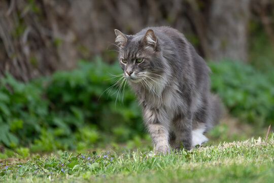 A fluffy grey maine coon cat walking across a sunny green backyard lawn in a peaceful outdoor setting